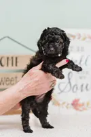 Harper, a female Cavapoo for sale in Columbia City, IN – Photo 2 of 7