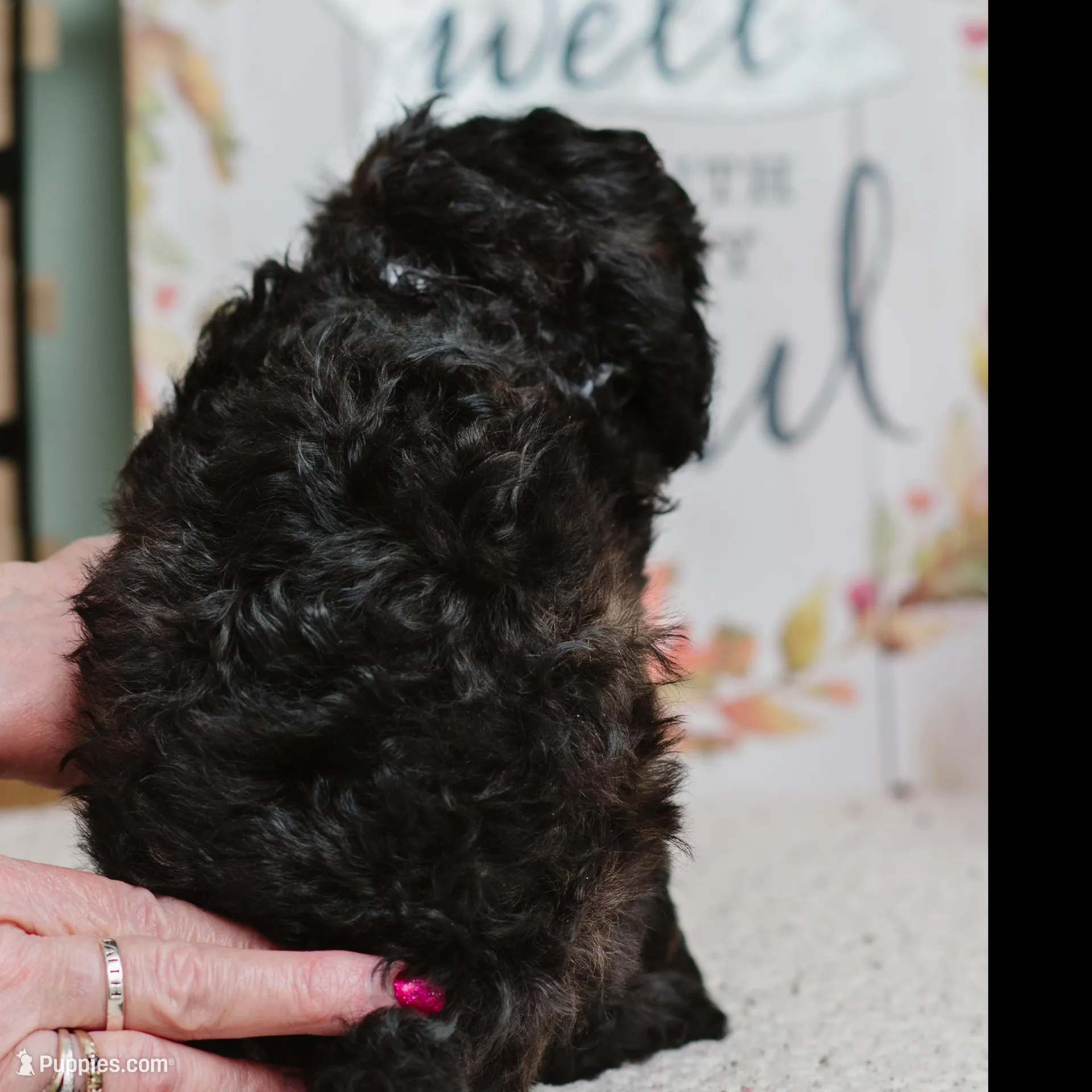 Harper, a female Cavapoo for sale in Columbia City, IN – Photo 5 of 7