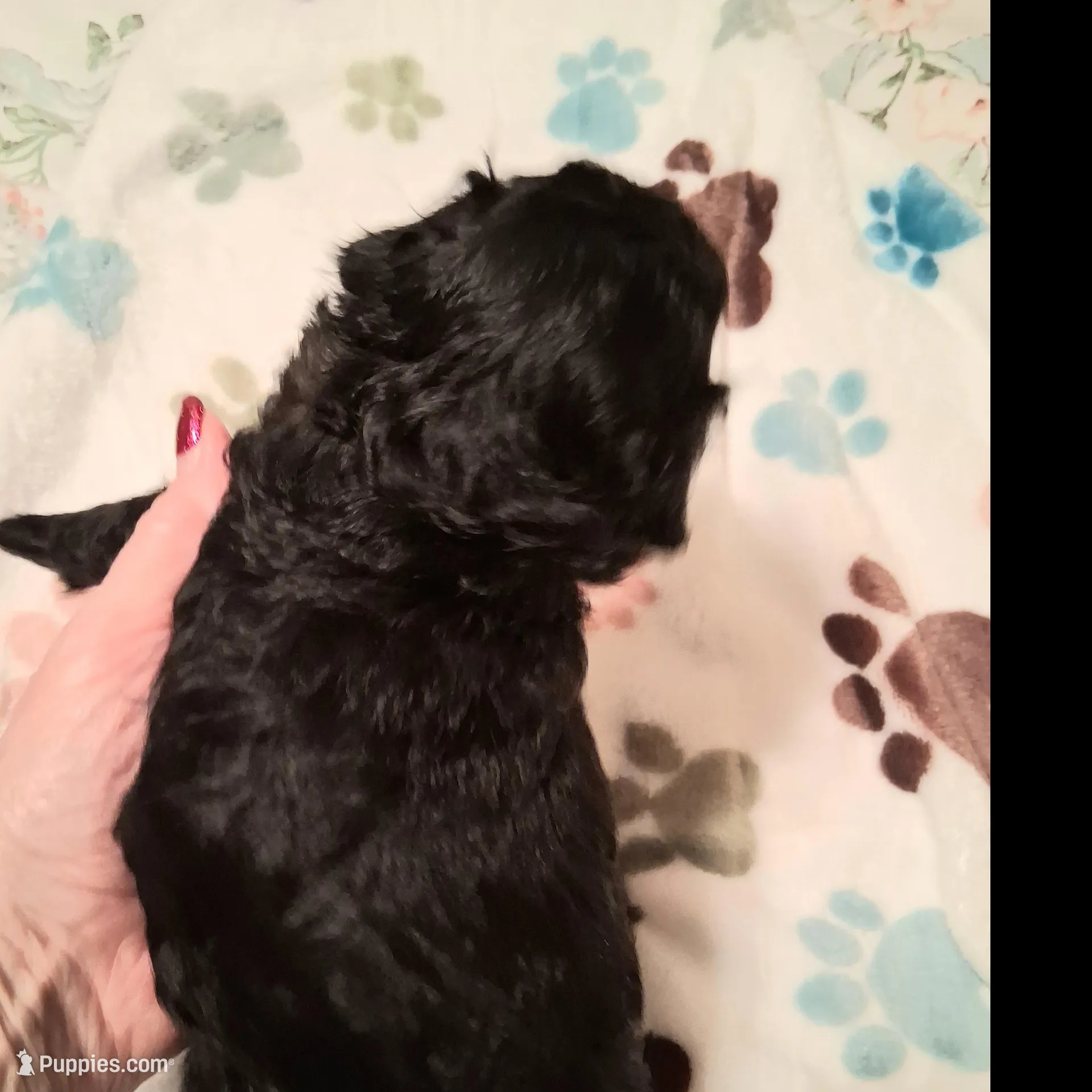 Harper, a female Cavapoo for sale in Columbia City, IN – Photo 3 of 6