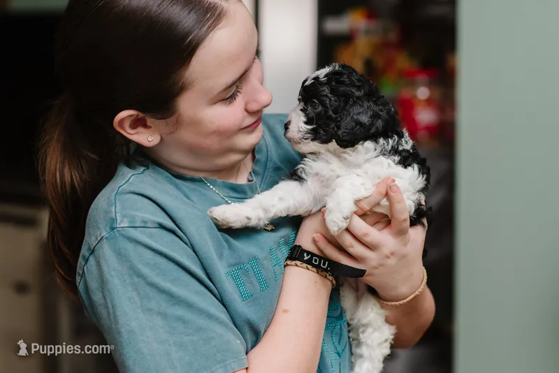 Molly – Cavapoo puppy for sale in Columbia City, IN