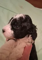 Molly, a female Cavapoo for sale in Columbia City, IN – Photo 3 of 8