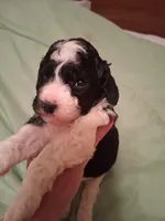 Molly, a female Cavapoo for sale in Columbia City, IN – Photo 5 of 8
