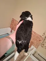 Molly, a female Cavapoo for sale in Columbia City, IN – Photo 2 of 8