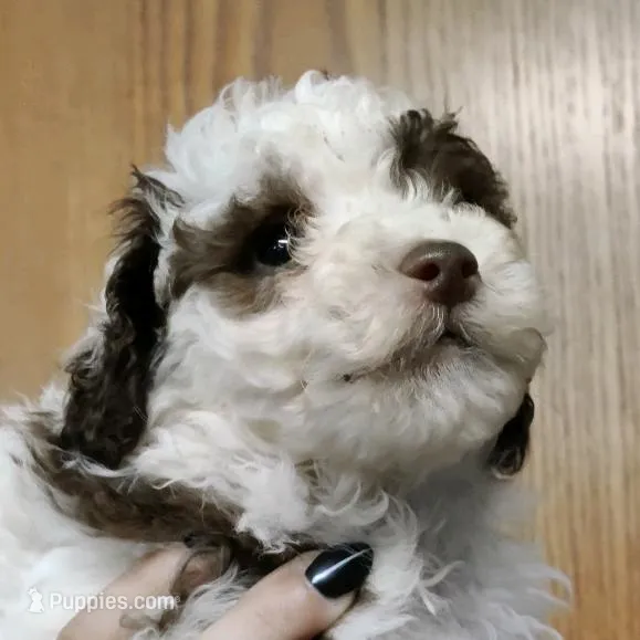 Molly, a female Cavapoo for sale in Columbia City, IN – Photo 8 of 8