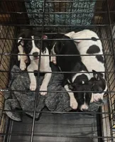 Lucy, a female American Bully and Labrador Retriever for sale in Magnolia, TX – Photo 2 of 3