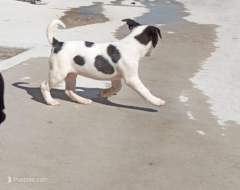 Lucy – American Bully, Labrador Retriever puppy for sale in Magnolia, TX