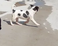 Lucy, a female American Bully and Labrador Retriever for sale in Magnolia, TX – Photo 1 of 3