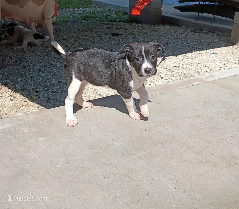 Molly – American Bully, Labrador Retriever puppy for sale in Magnolia, TX