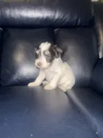 Trixie, a female Miniature Schnauzer for sale in Salisbury, NC – 3 of 3