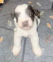 Dolly, a female Miniature Schnauzer for sale in Salisbury, NC – 2 of 3