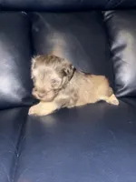 Buzz, a male Miniature Schnauzer for sale in Salisbury, NC – 3 of 5