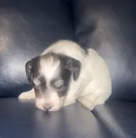 Trixie, a female Miniature Schnauzer for sale in Salisbury, NC – 2 of 3