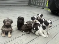 Buzz, a male Miniature Schnauzer for sale in Salisbury, NC – 5 of 5