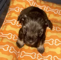 Woody, a male Miniature Schnauzer for sale in Salisbury, NC – 2 of 3