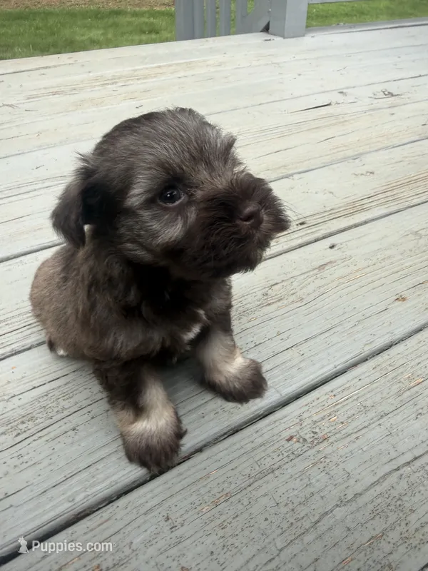 Woody – Miniature Schnauzer puppy for sale in Salisbury, NC