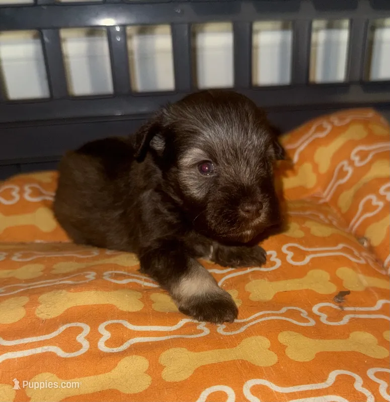 Woody – Miniature Schnauzer puppy for sale in Salisbury, NC