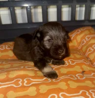 Woody, a male Miniature Schnauzer for sale in Salisbury, NC – 1 of 3