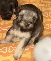Buzz, a male Miniature Schnauzer for sale in Salisbury, NC – 2 of 5
