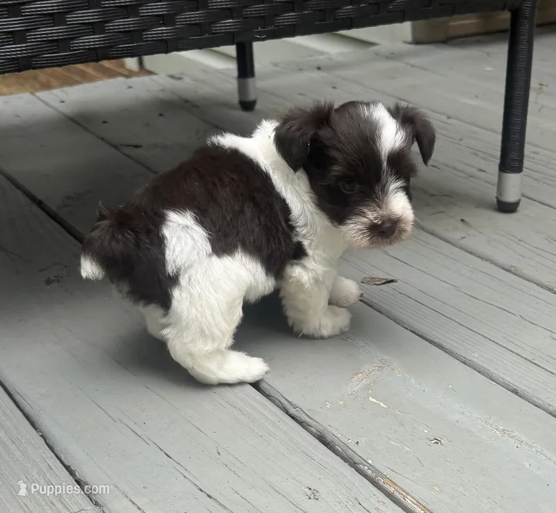 Rex  – Miniature Schnauzer puppy for sale in Salisbury, NC