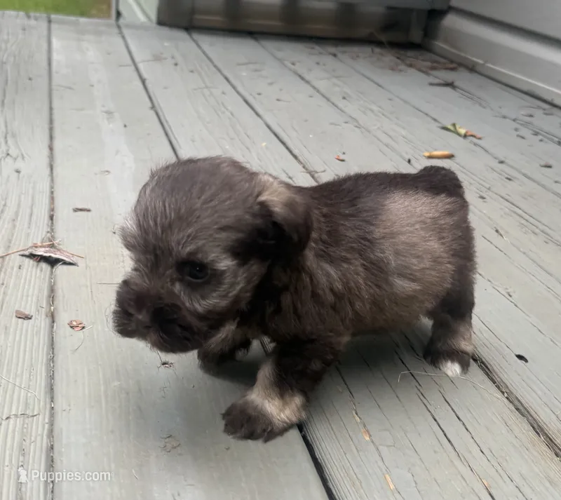 Woody – Miniature Schnauzer puppy for sale in Salisbury, NC