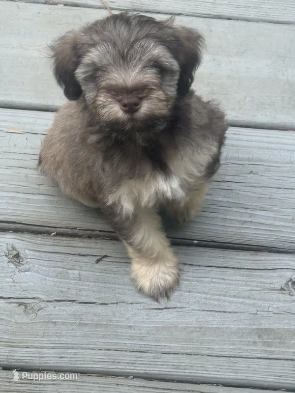 Buzz – Miniature Schnauzer puppy for sale in Salisbury, NC