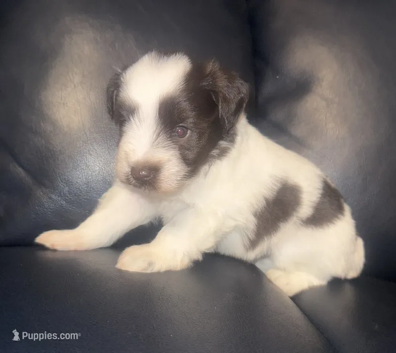 Dolly – Miniature Schnauzer puppy for sale in Salisbury, NC