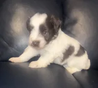 Dolly, a female Miniature Schnauzer for sale in Salisbury, NC – 1 of 3