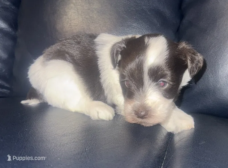 Rex  – Miniature Schnauzer puppy for sale in Salisbury, NC