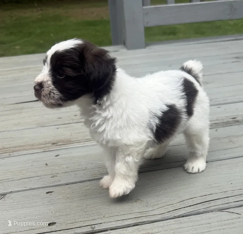 Dolly – Miniature Schnauzer puppy for sale in Salisbury, NC