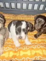 Rex , a male Miniature Schnauzer for sale in Salisbury, NC – 3 of 3