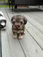 Buzz, a male Miniature Schnauzer for sale in Salisbury, NC – 4 of 5