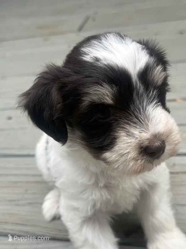 Trixie – Miniature Schnauzer puppy for sale in Salisbury, NC