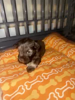 Woody, a male Miniature Schnauzer for sale in Salisbury, NC – 3 of 3