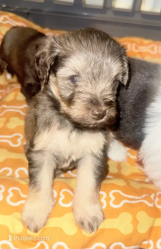 Buzz – Miniature Schnauzer puppy for sale in Salisbury, NC