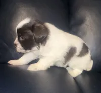 Dolly, a female Miniature Schnauzer for sale in Salisbury, NC – 3 of 3