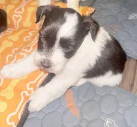 Rex , a male Miniature Schnauzer for sale in Salisbury, NC – 2 of 3