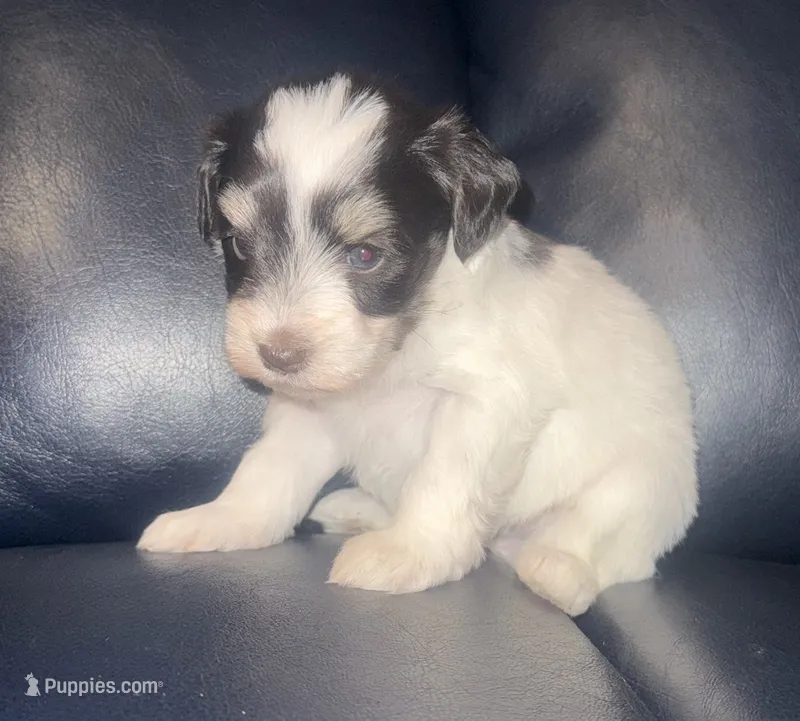 Trixie – Miniature Schnauzer puppy for sale in Salisbury, NC
