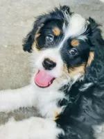 Tandi , a female Miniature Bernedoodle for sale in Loxahatchee, FL – 2 of 6