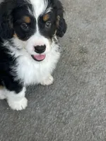 Tandi , a female Miniature Bernedoodle for sale in Loxahatchee, FL – 3 of 6