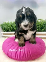 Butterball , a female Bernedoodle for sale in Loxahatchee, FL – 2 of 5
