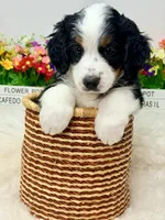 Honeybun , a male Bernedoodle for sale in Loxahatchee, FL – 2 of 6