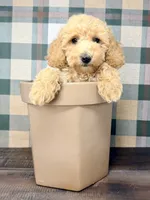 Jordan-Blue Eyes , a female Miniature Goldendoodle for sale in Loxahatchee, FL – 2 of 5