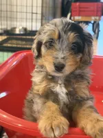 Crumbl , a female Bernedoodle for sale in Loxahatchee, FL – 4 of 7