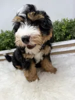 Ember , a female Miniature Bernedoodle for sale in Loxahatchee, FL – 6 of 6