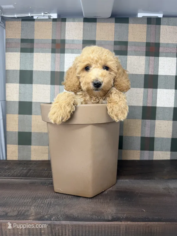 Taylor- Mini  – Miniature Goldendoodle puppy for sale in Loxahatchee, FL