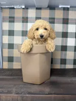 Taylor- Mini , a female Miniature Goldendoodle for sale in Loxahatchee, FL – 1 of 10
