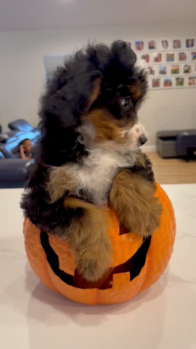 Quinn , a female Miniature Bernedoodle for sale in Loxahatchee, FL – 4 of 5