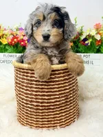 Crumbl , a female Bernedoodle for sale in Loxahatchee, FL – 5 of 7