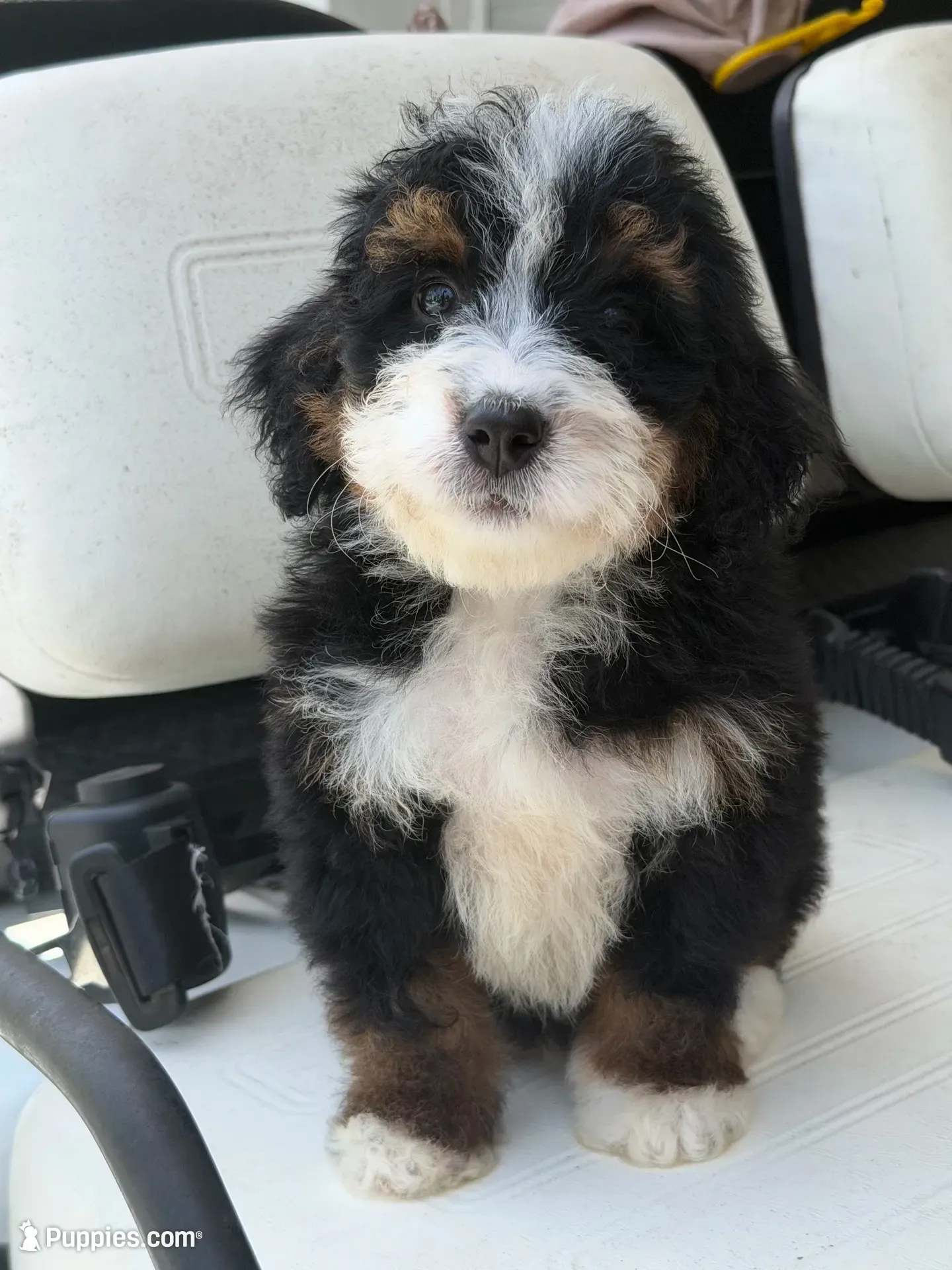 Rainier , a male Miniature Bernedoodle for sale in Loxahatchee, FL – 8 of 10
