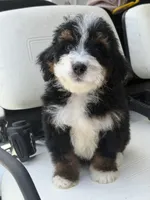 Ranier -Micro , a male Miniature Bernedoodle for sale in Loxahatchee, FL – 4 of 6